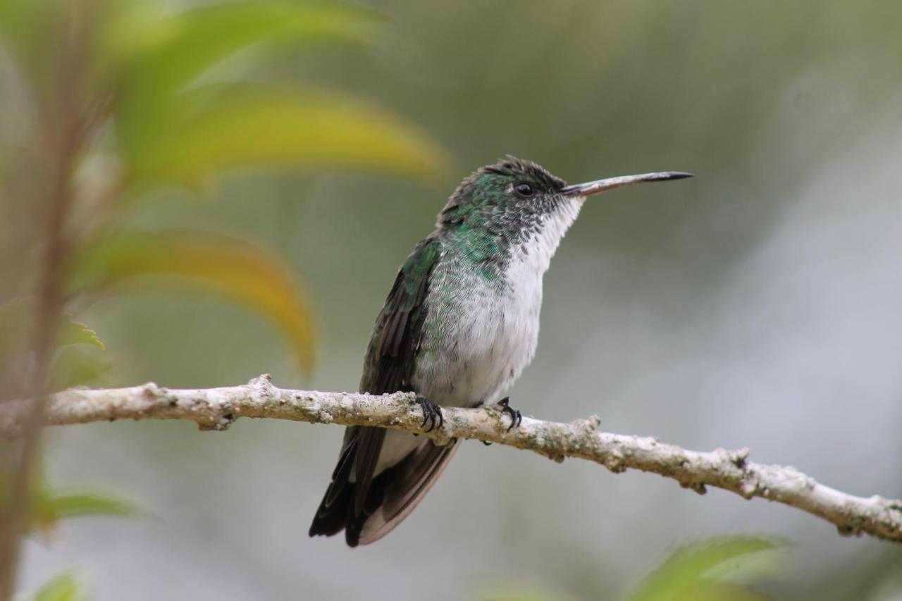 Pousada Colibri Morro de Sao Paulo Exterior photo